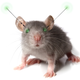 Illustration for article titled Remote Controlled Mice Today, Remote Controlled Humans Tomorrow